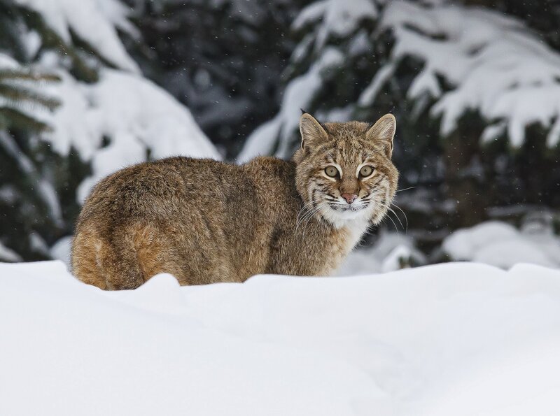 Bobcat in Snow — Brown, Alert, Winter, Photograph, Trees