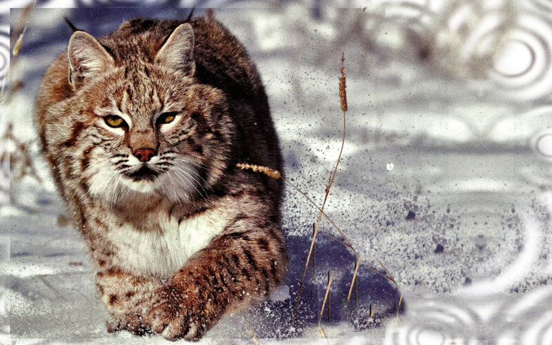 Bobcat in Snow — Brown, Alert, Winter