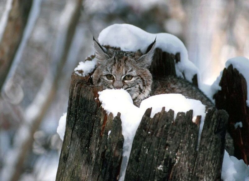 Bobcat in Snow — Brown, Calm