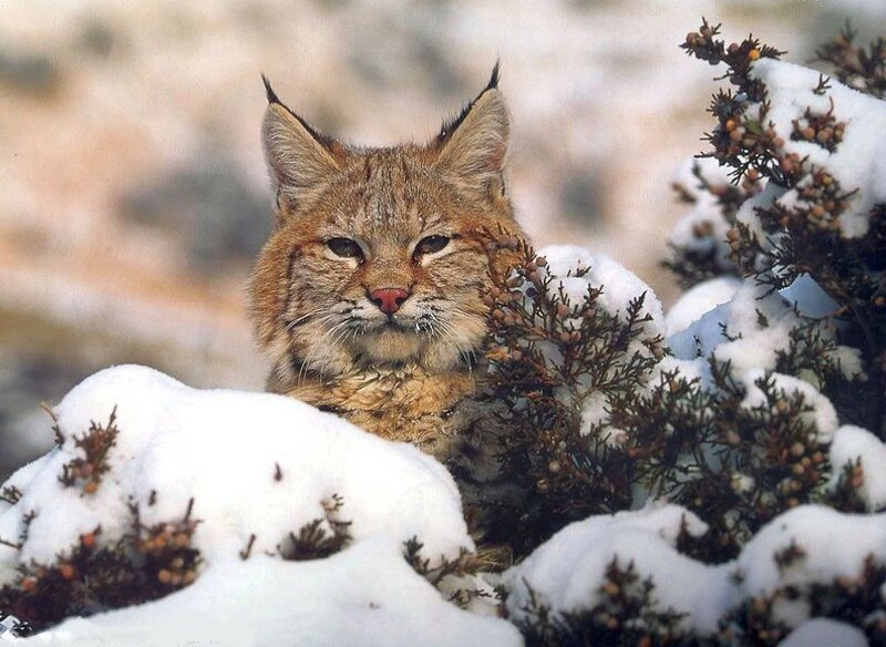 Bobcat in Snow — Brown, Calm, Winter