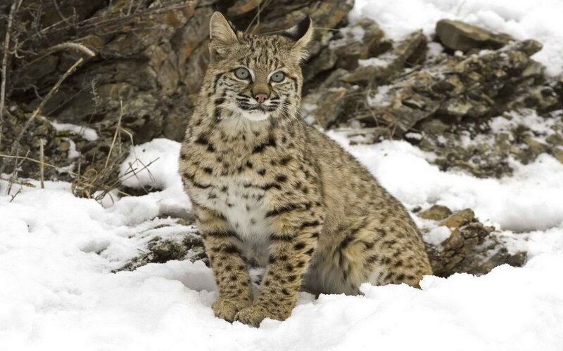 Bobcat in Snow — Rocks