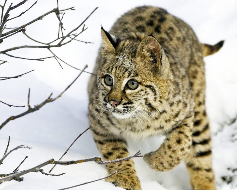Bobcat in Snow