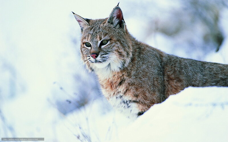 Bobcat in Snow — White, Alert, Winter, Photograph, Forest