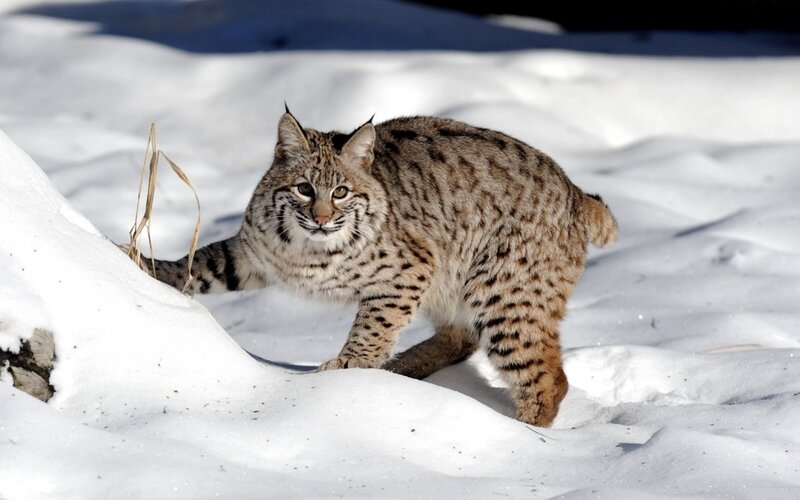 Bobcat in Snow — White, Alert, Winter, Photograph, Grass