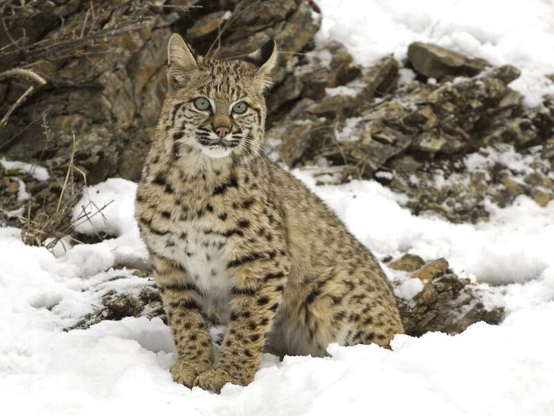Bobcat in Snow — White, Alert, Winter, Photograph, Rocks, Dry Grass, Brown