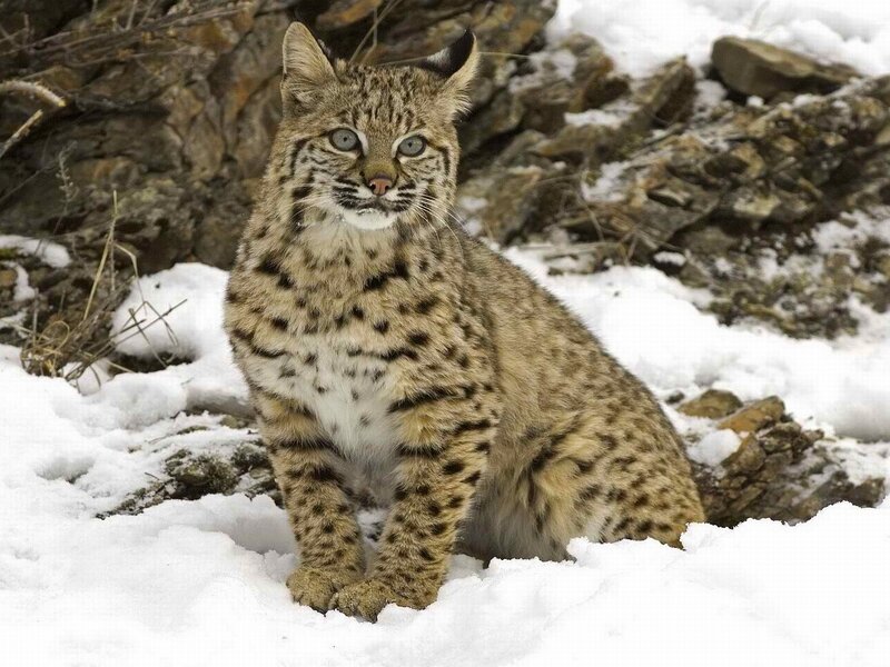 Bobcat in Snow — White, Alert, Winter, Photograph, Rocks