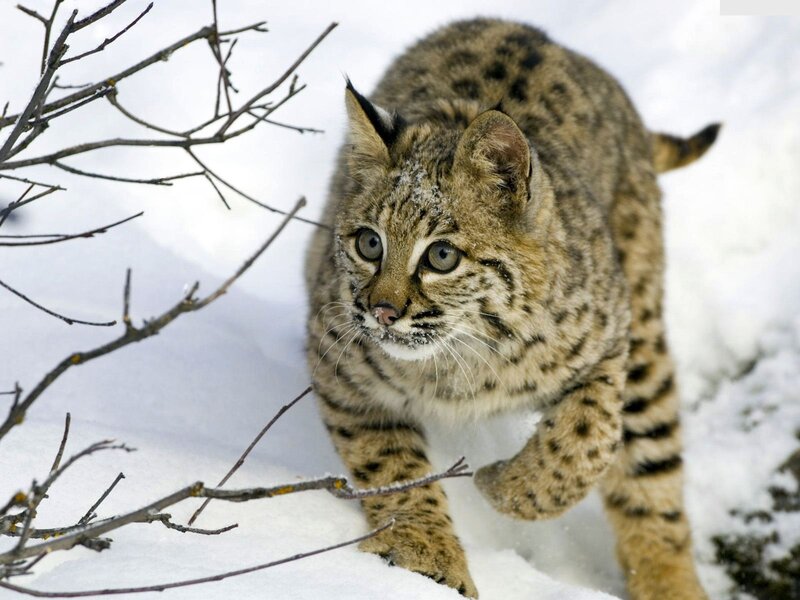 Bobcat in Snow — White, Alert, Winter, Photograph
