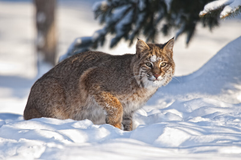 Bobcat in Snow — White, Alert, Winter, Photograph, Tree