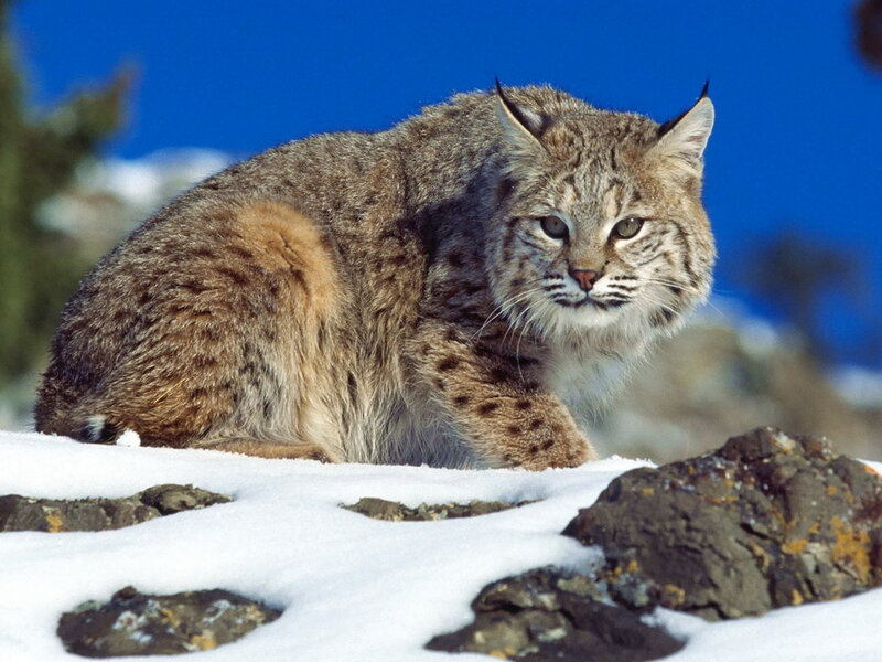 Bobcat in Snow — White, Alert, Winter