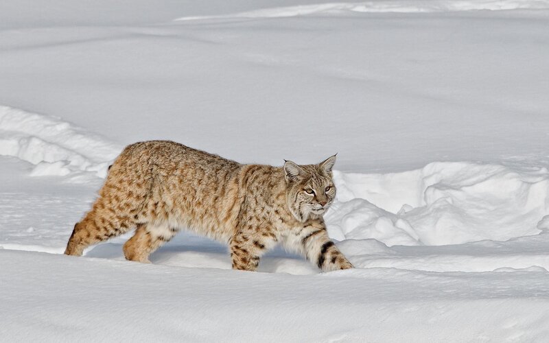 Bobcat in Snow — White, Calm