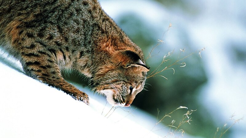 Bobcat in Snow — White, Calm, Winter, Photograph, Grass