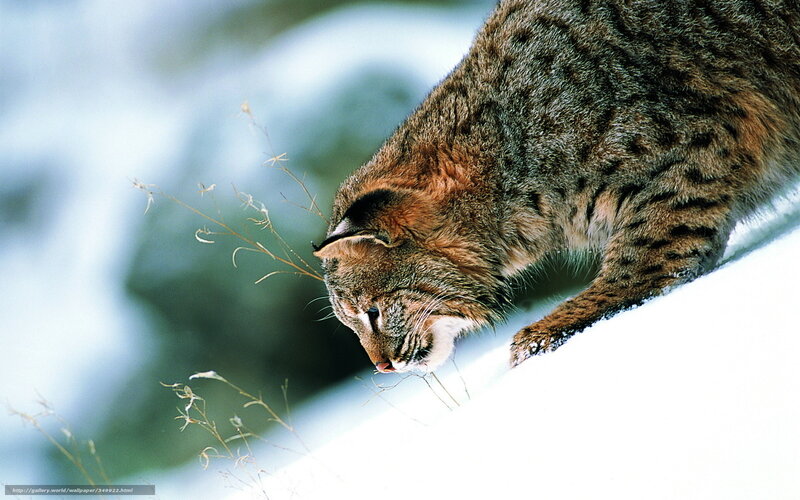 Bobcat in Snow — White, Calm, Winter, Photograph