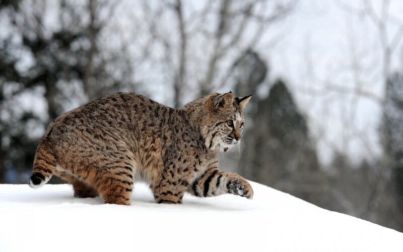 Bobcat in Snow — White, Calm, Winter