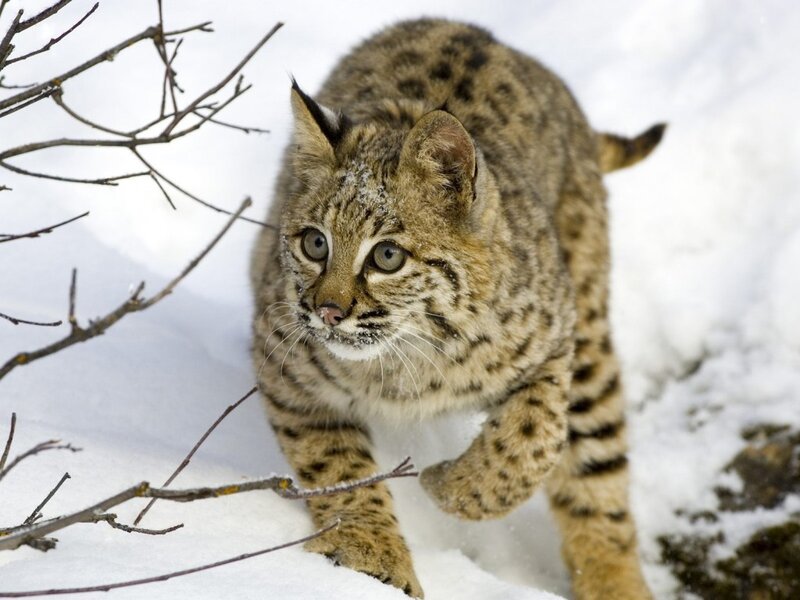 Bobcat in Snow — White