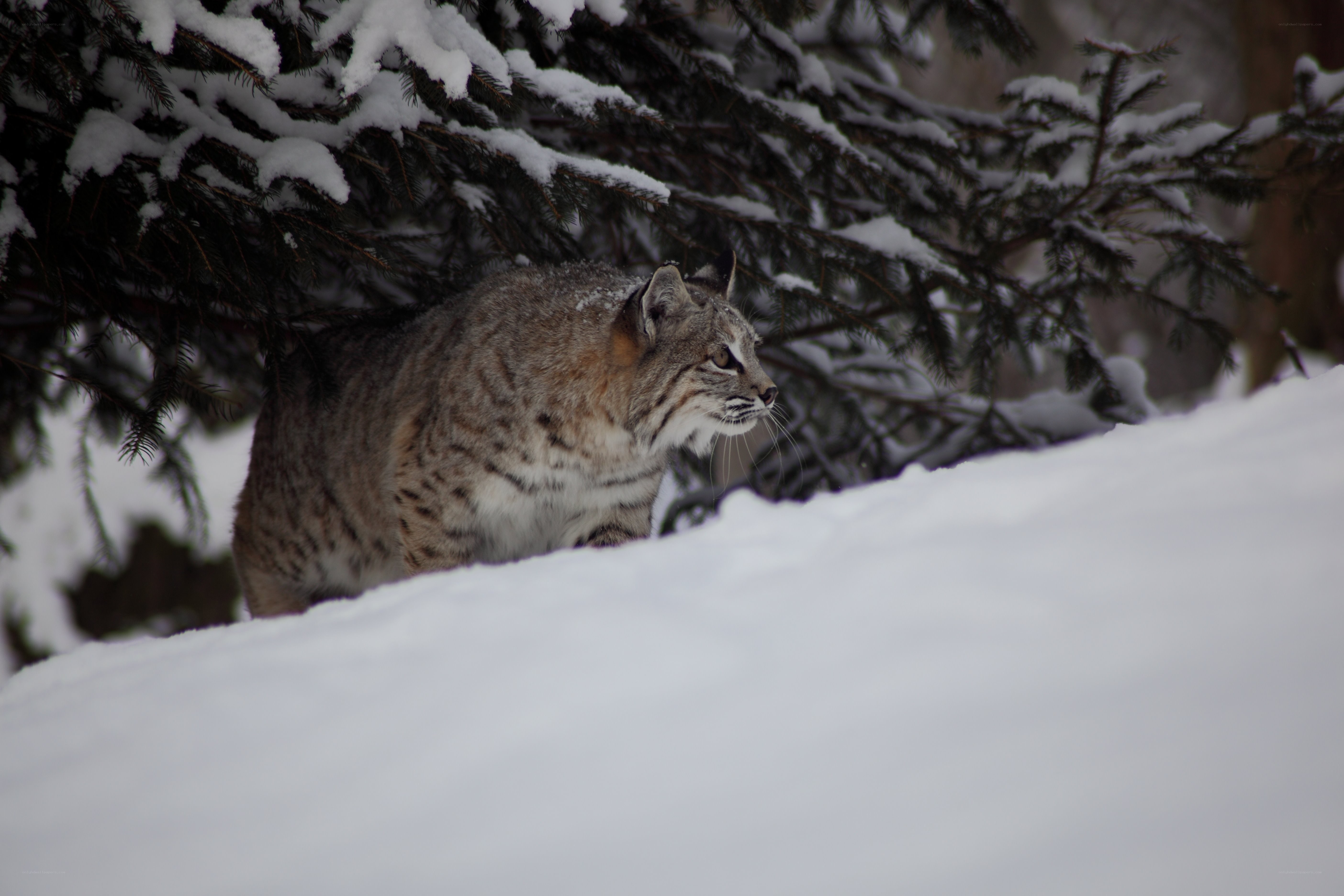 Bobcat in snowy forest