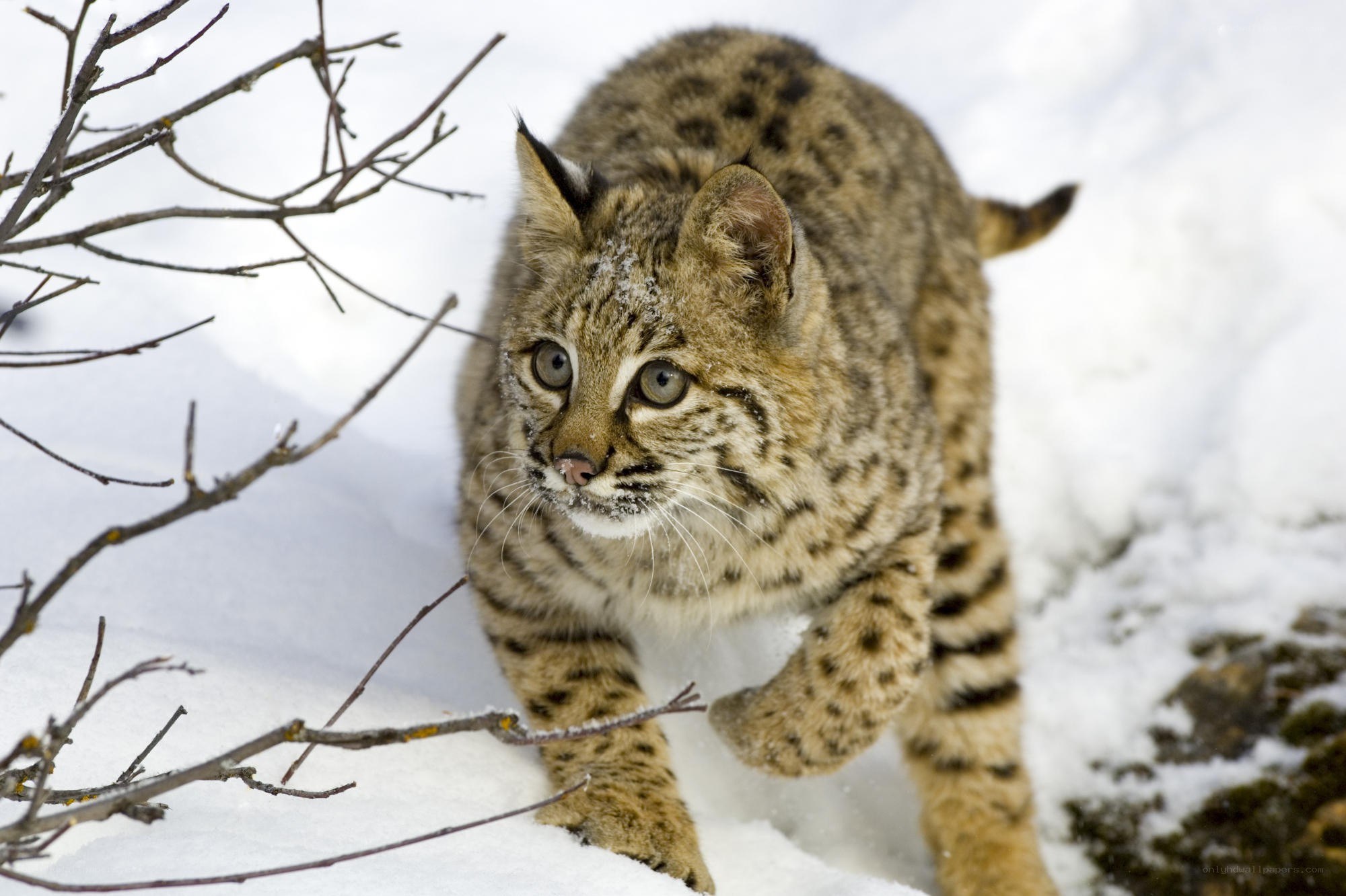 Bobcat in snowy forest