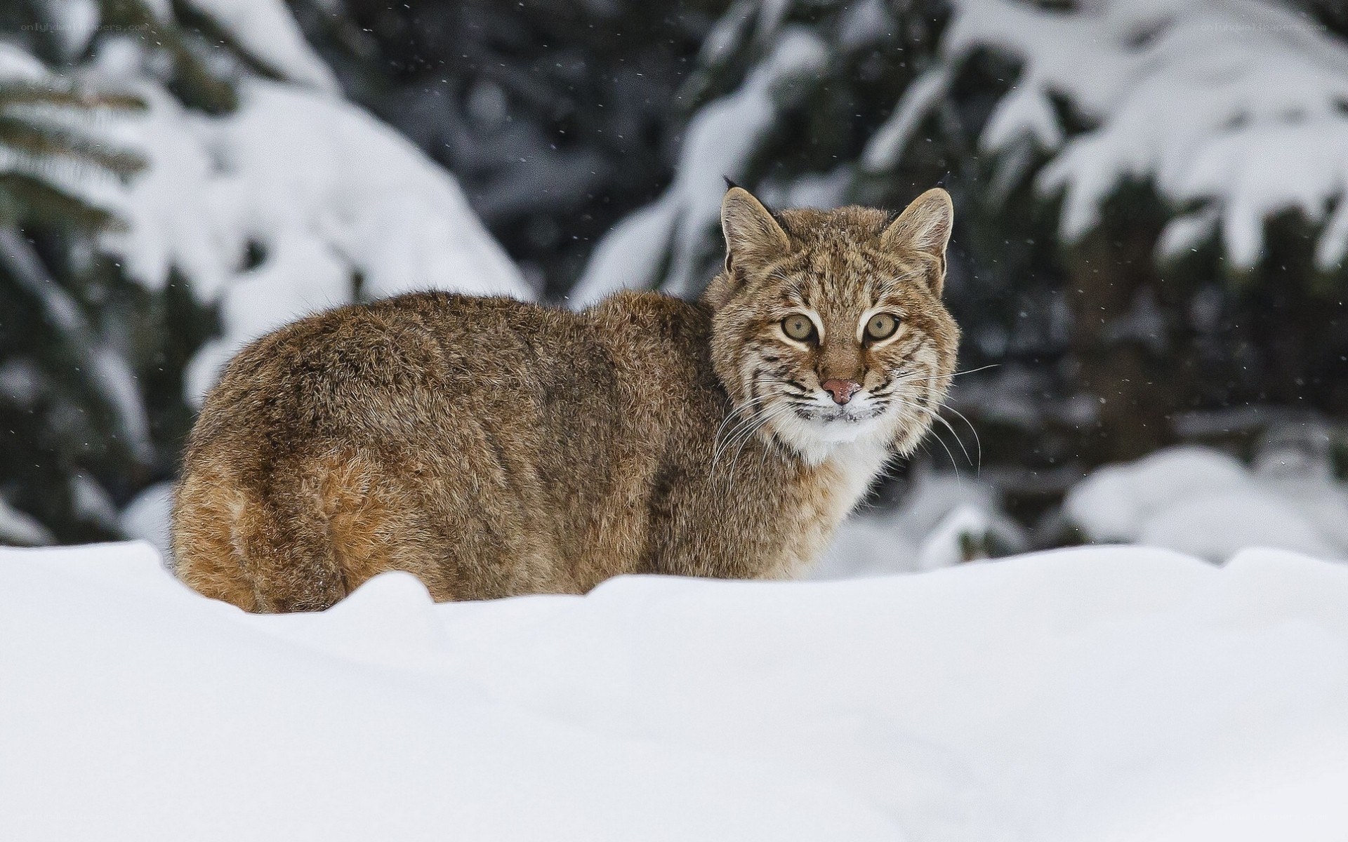 Bobcat in snowy forest