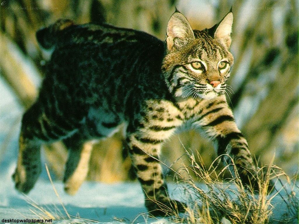 Bobcat in snowy forest