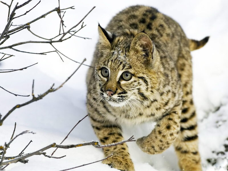Bobcat in snowy forest