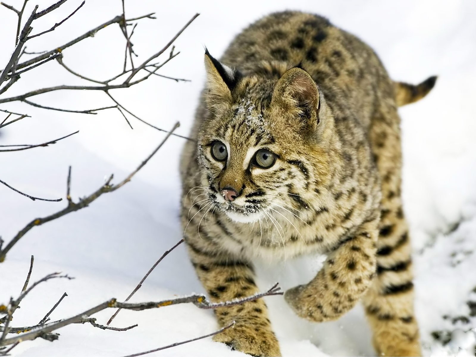 Bobcat in snowy forest