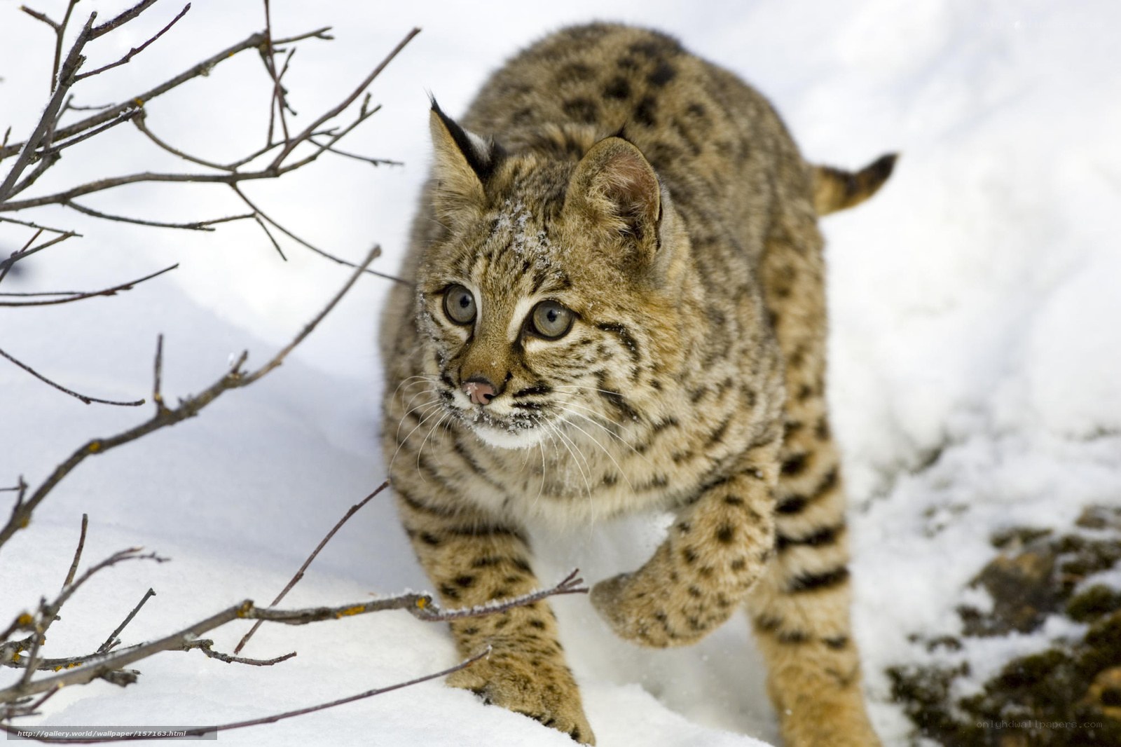 Bobcat in snowy forest