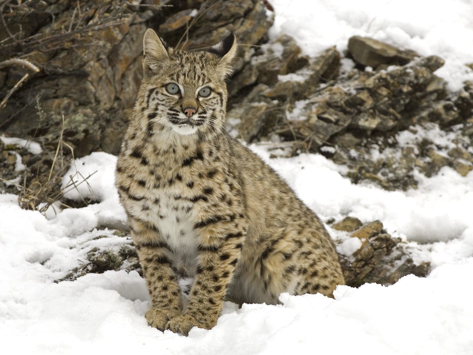Bobcat in snowy landscape