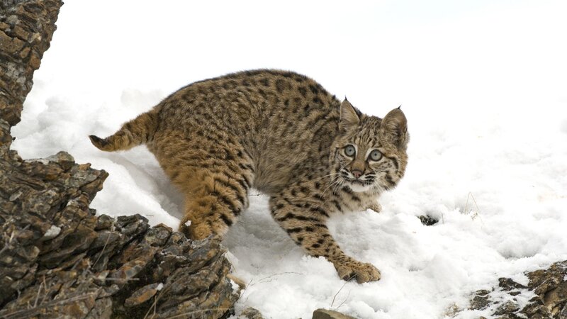 Bobcat in snowy landscape