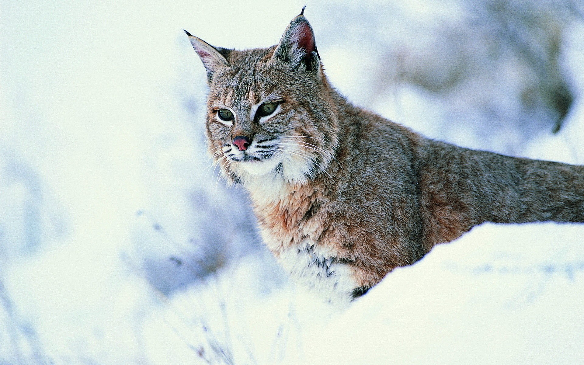Bobcat in snowy landscape