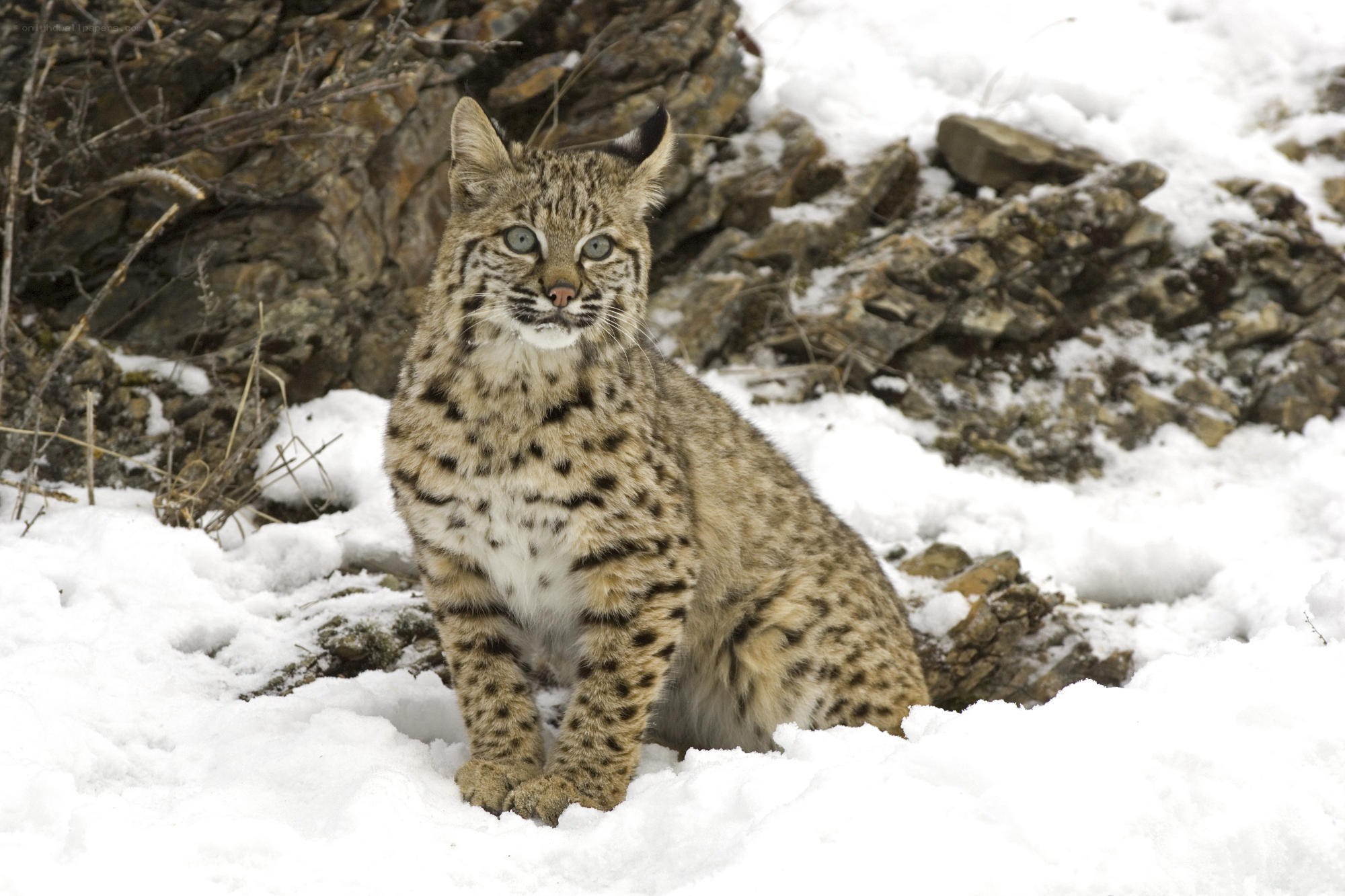 Bobcat in snowy landscape