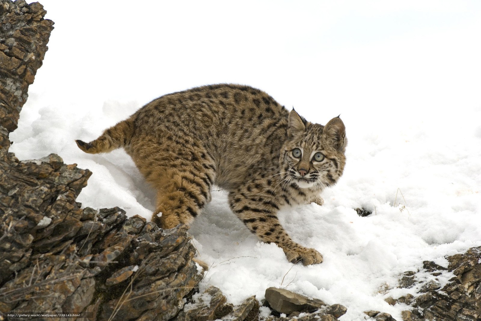 Bobcat in snowy landscape