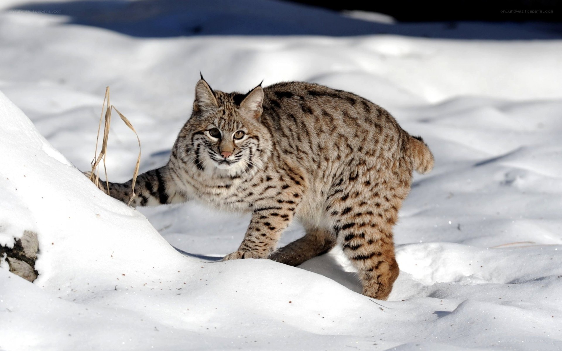 Bobcat in snowy landscape