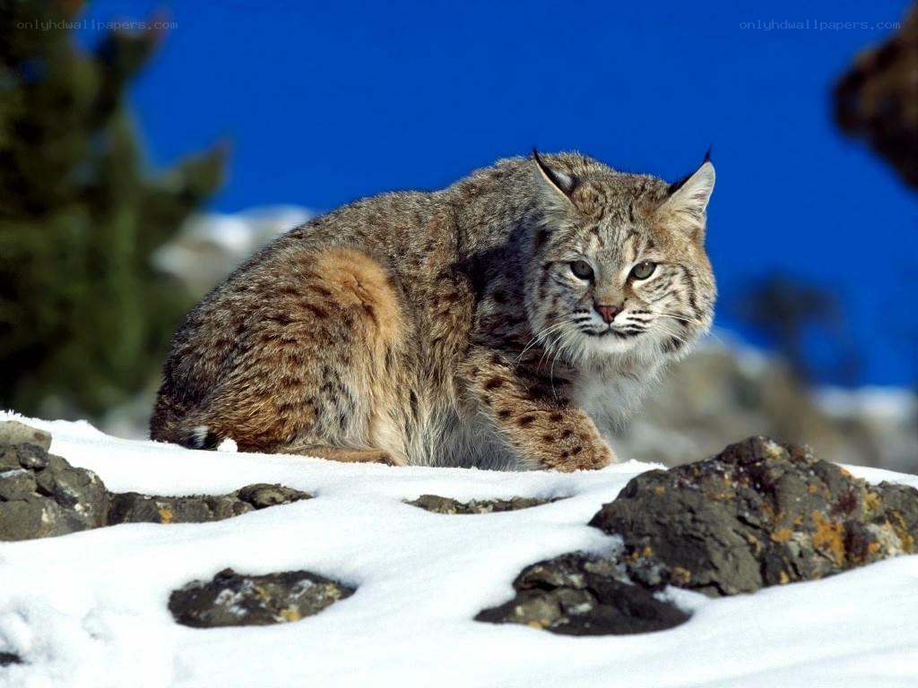 Bobcat in snowy landscape