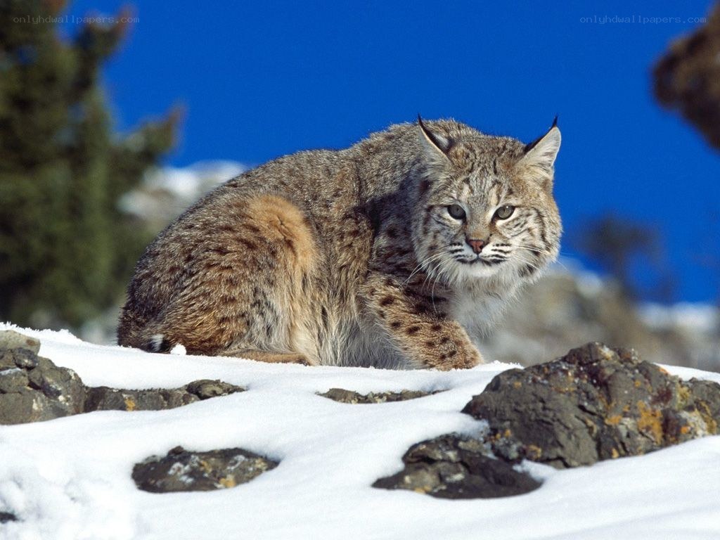 Bobcat in snowy landscape