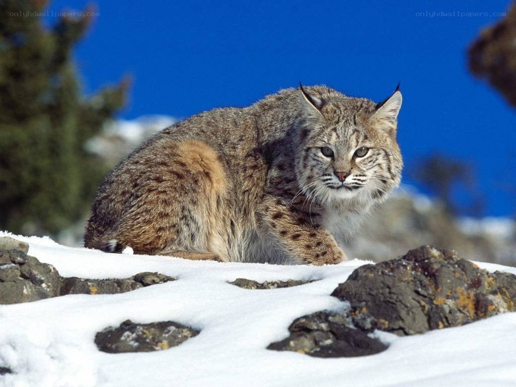 Bobcat in snowy landscape