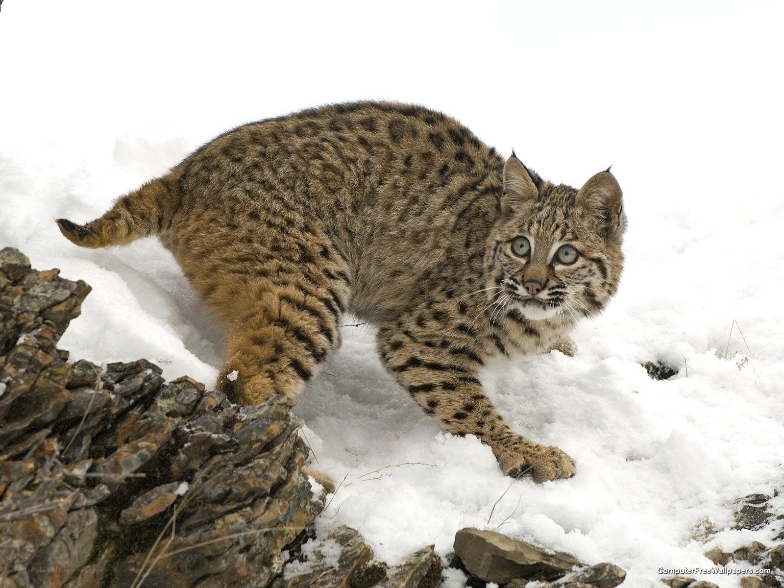 Bobcat in snowy landscape