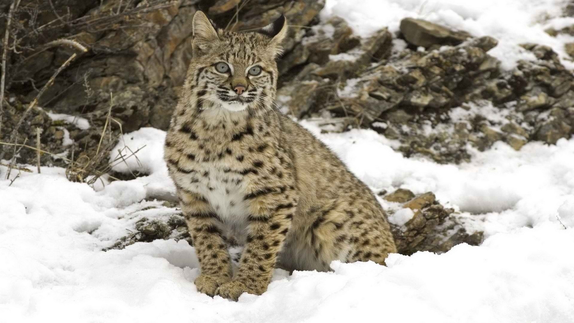 Bobcat in snowy landscape