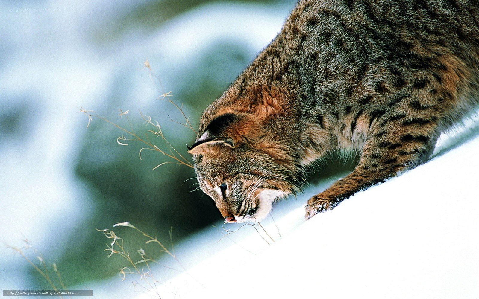 Bobcat in snowy landscape