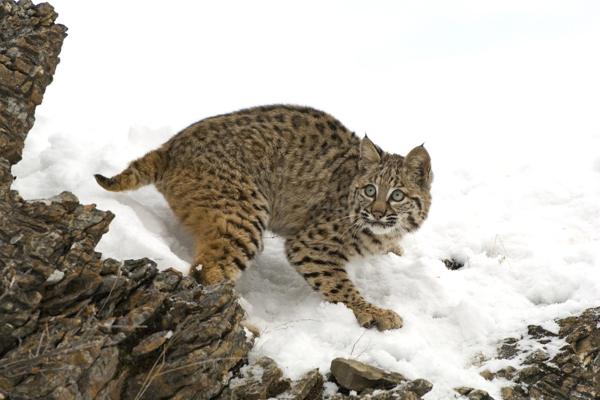 Bobcat in snowy landscape