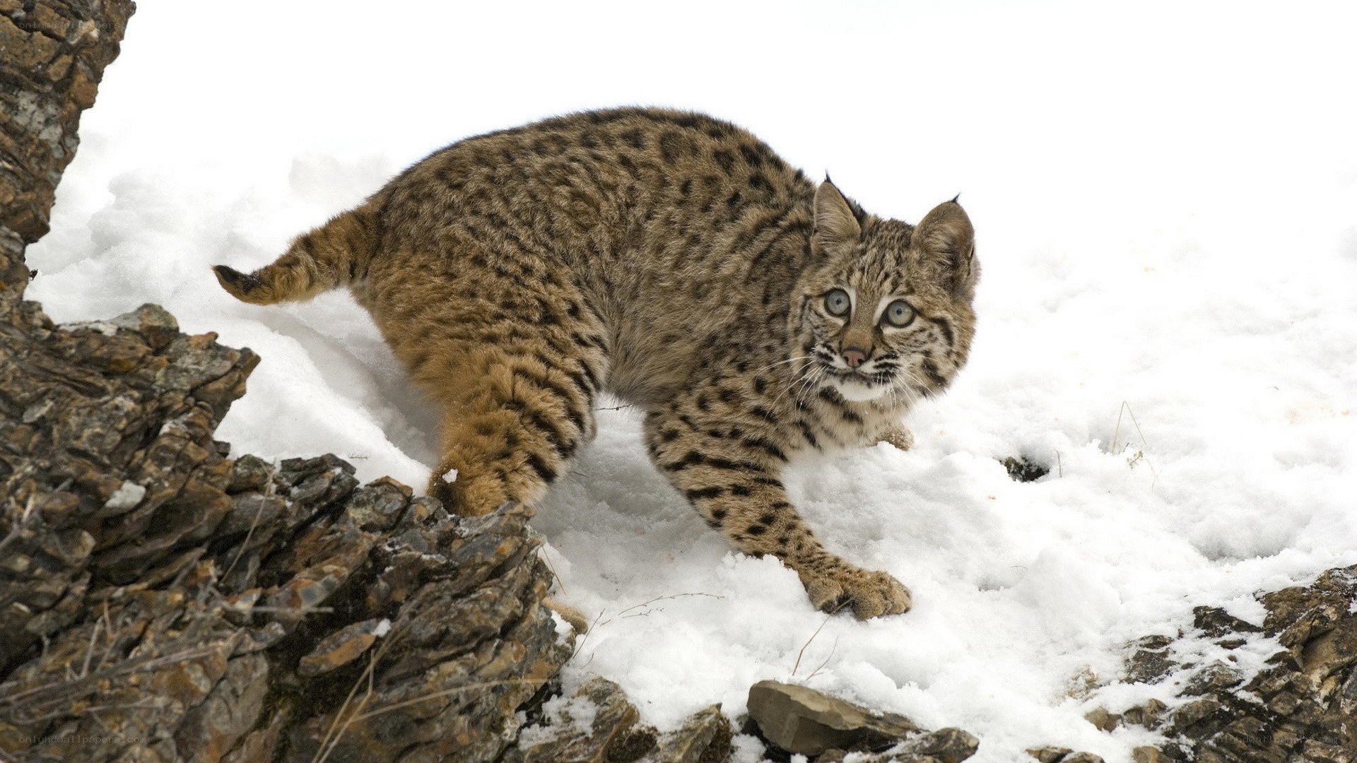 Bobcat in snowy terrain