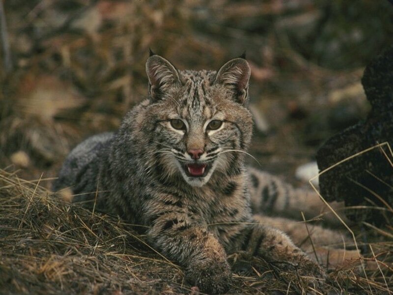 Bobcat in the wild