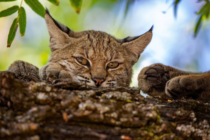 Bobcat in Tree — Brown, Alert, Afternoon