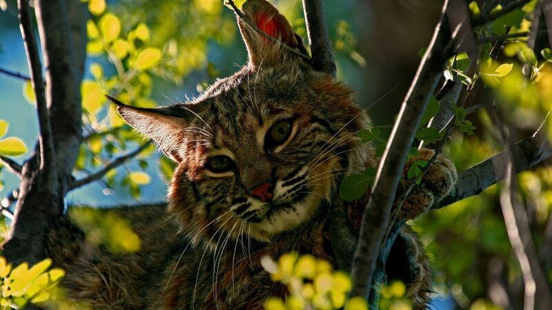 Bobcat in Tree — Brown, Calm