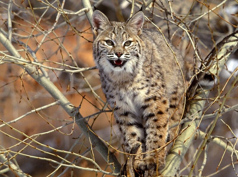 Bobcat in Tree