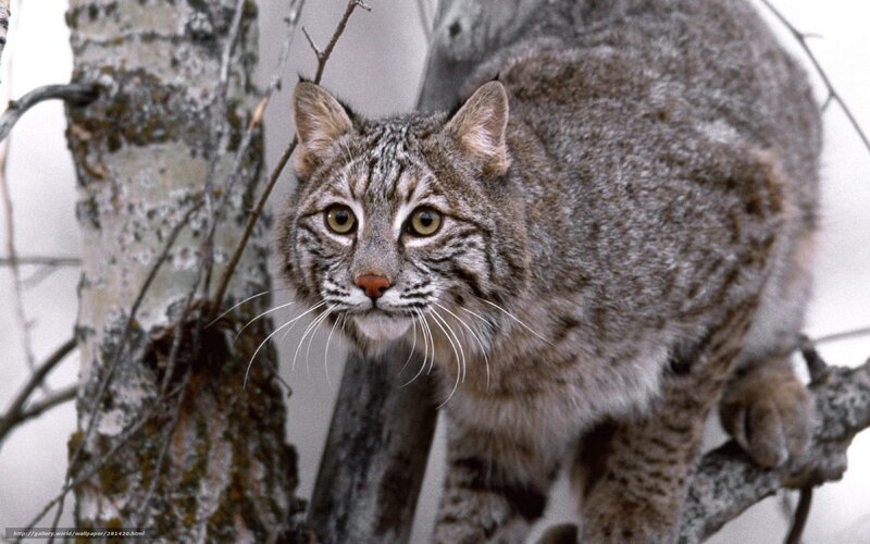 Bobcat in winter forest