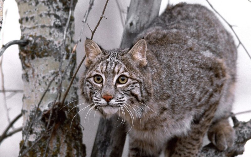 Bobcat in Winter