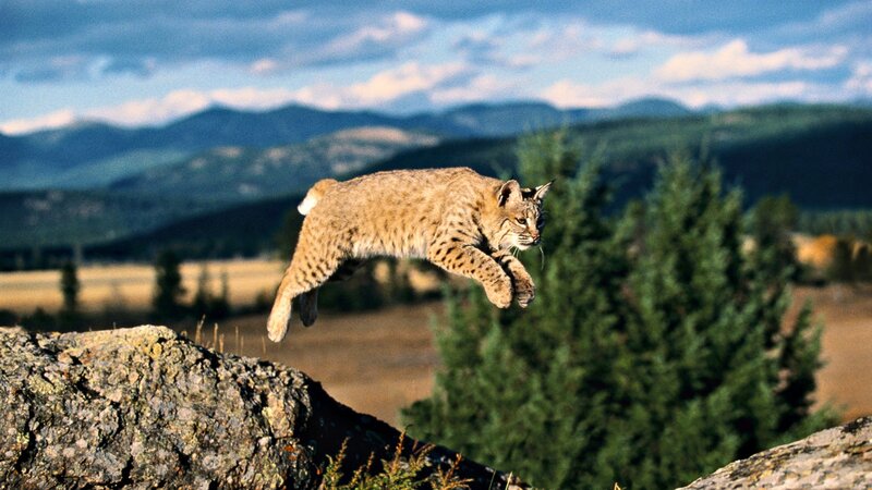 Bobcat Jumping