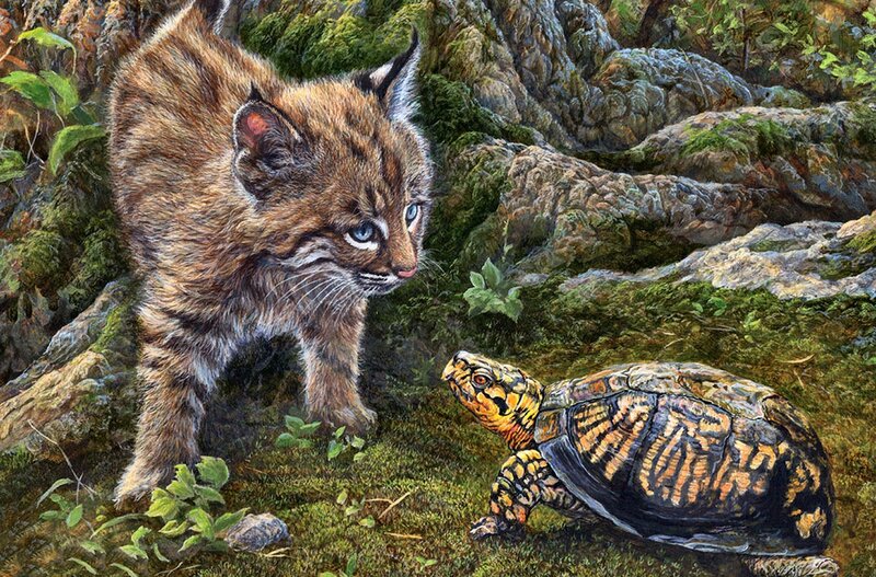 Bobcat Kitten and Turtle
