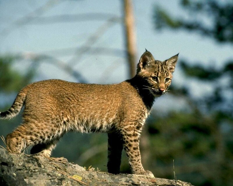 Bobcat Kitten — Brown, Alert, Afternoon