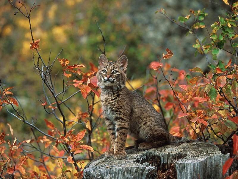Bobcat Kitten — Brown