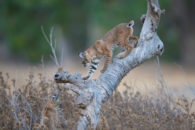 Bobcat Kitten Climbing